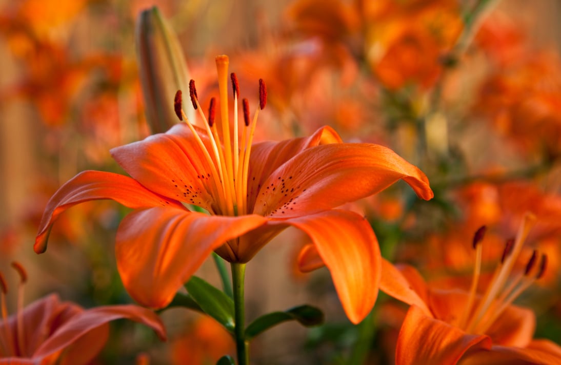 Orange Lily